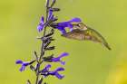 Ruby-throated hummingbird at black and blue salvia Art Print